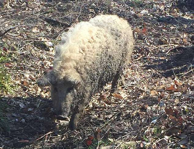 Known as Mangalica, the hogs, pictured, are a cross between pigs and European wild boar