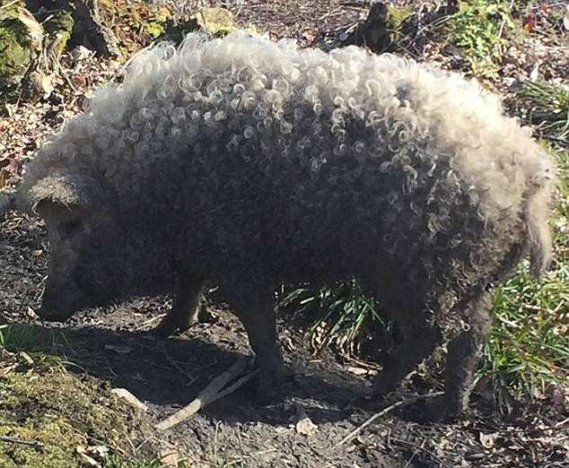 The hairy pig has been rescued from the brink of extinction by animal geneticists