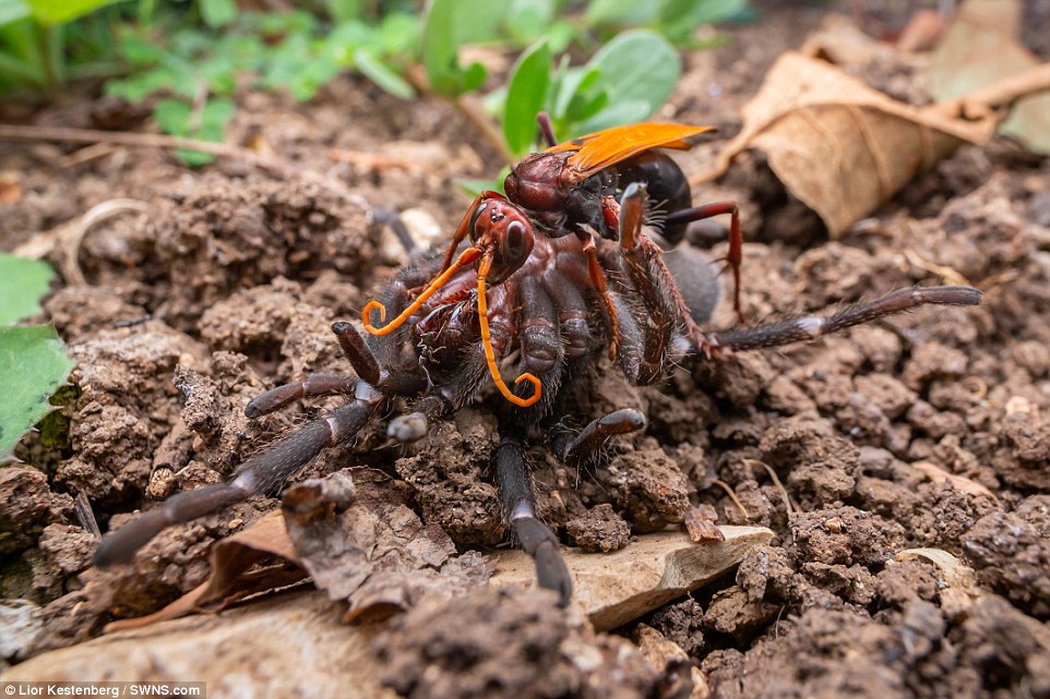 The tarantula hawk delivers fast and accurate stings - the wasp's sting is considered to be among the most painful an insect can inflict