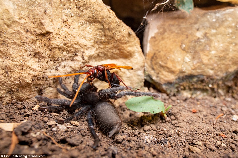 The winged insect can grow up to two inches in length as adults, while the spider ¿ sometimes referred to as a 'black furry' ¿ are normally twice that size