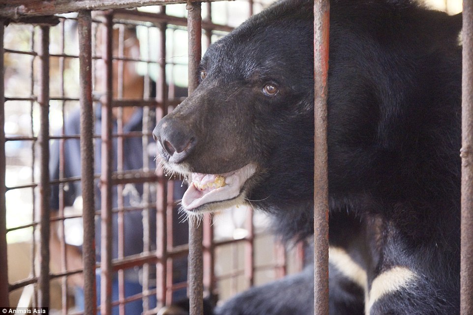 Kim is one of the five bears that were rescued on Monday. They are now on a 1,000 mile journey to a rescue centre