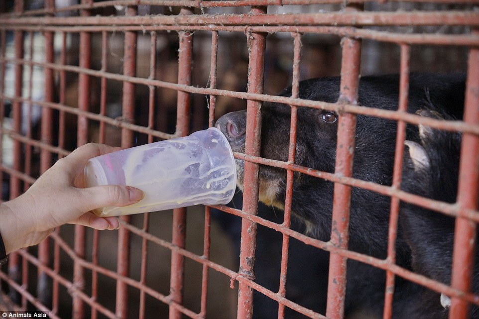 In South Korea, where it is legal to breed bears and slaughter them at 10 years of age for the sole purpose of extracting bile