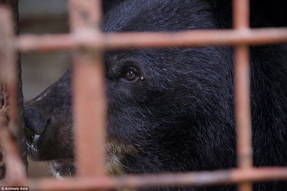 The procedure of extracting biles from the animals vary from country to country, and is often unregulated