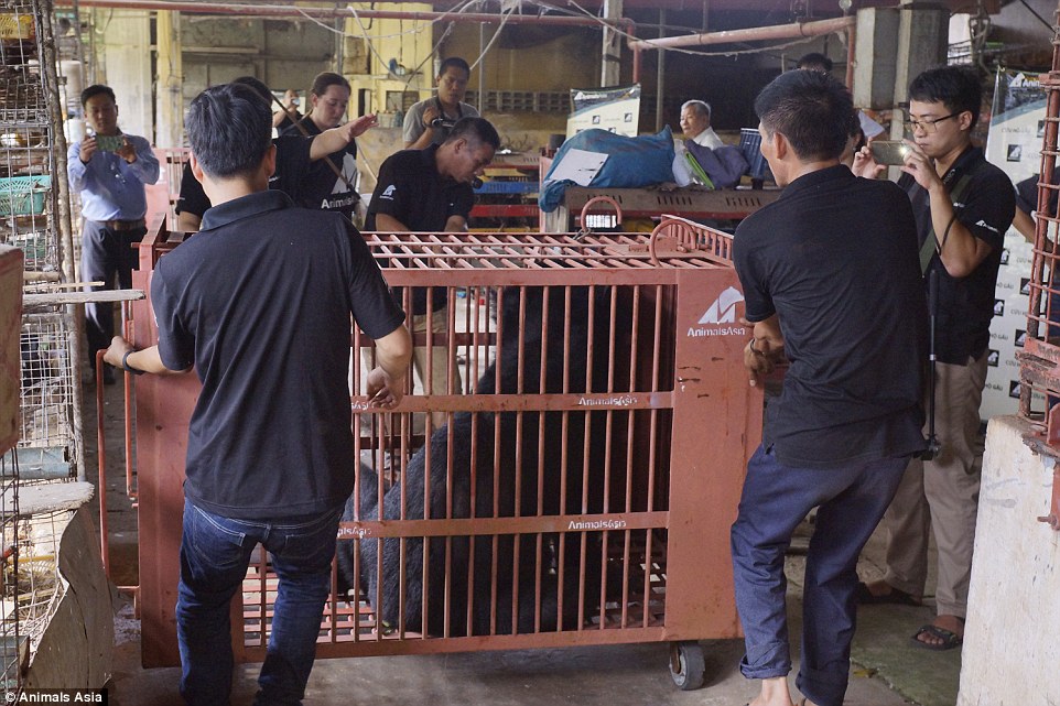 'They will never suffer behind bars again,' said Animals Asia founder Jill Robinson. She has been fighting bile farming for years