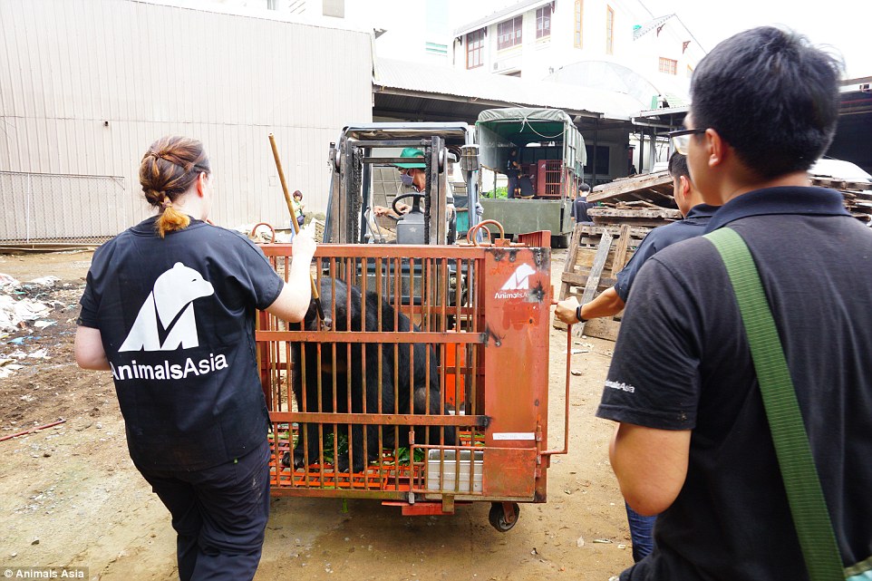 Pictures of the six-hour rescue operation on Monday saw the caged bears being moved to a large truck