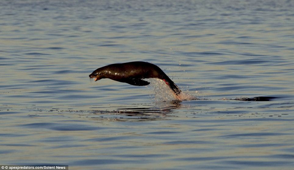 Escape: Although the sea is stained red with the seal's blood, the lucky little creature still has enough strength to leap to freedom