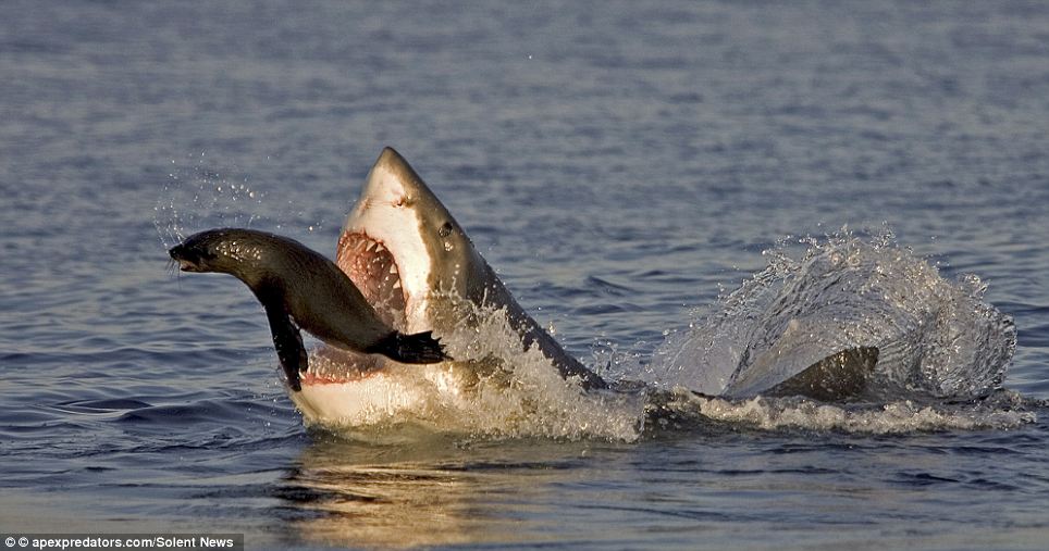 Incredible:  The shark's second attack is more accurate, but an amazing Matrix-style move from the seal, using the great white's razor-sharp teeth as a springboard, leaves the shark biting on empty air