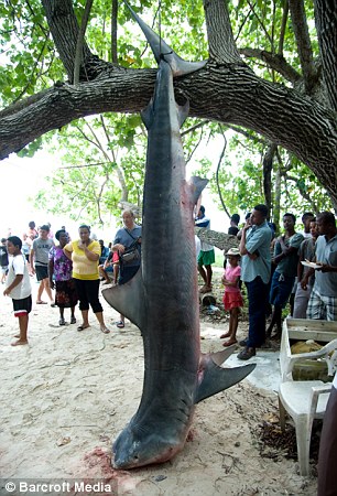 Hunters killed a shark which may have attacked Mr Redmond and hung it from a tree