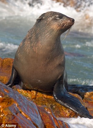 Creating a diversion: A seal was on the scene as Mr Cohen was pulled from the water