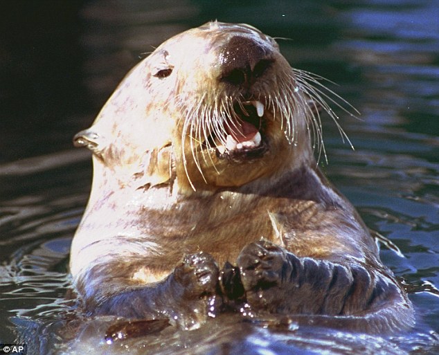 Damage: The spill killed nearly 40,000 birds, killed sea otters and destroyed hundreds of miles of coastline