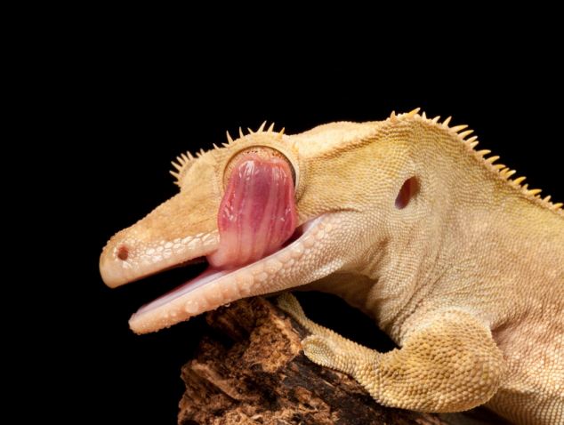 Blinded: The gecko manages to stretch its tongue all the way across its eyelid