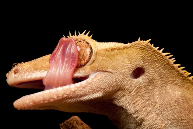 Spit and polish: The gecko uses runs its tongue over its eyeball to capture a droplet of water