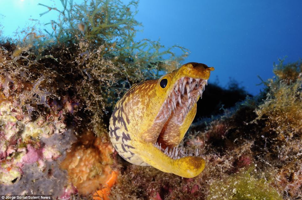 Fangtooth moray eels tend to live in small caves, holes, and cracks up to 50 metres deep