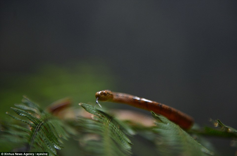 Bug's life: Insects have been discovered deep inside the cave, as well as the snake pictured