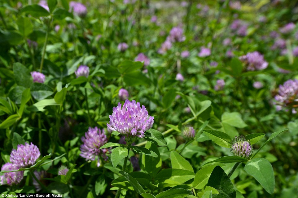 Flora: Beautiful flowers have been discovered growing inside the cave, which was previously used as a rubbish dump