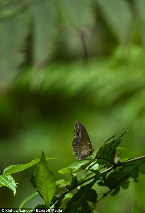 A butterfly captured deep inside the self-contained ecosystem