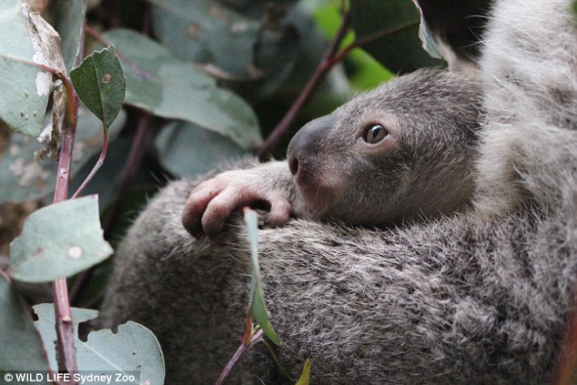 The joey remains unnamed and has started chowing down on eucalyptus leaves as part of its new diet