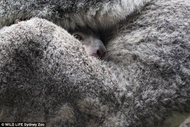 Visitors can catch a glimpse of the cute marsupial in the Sydney zoo's Gum Tree Valley exhibit