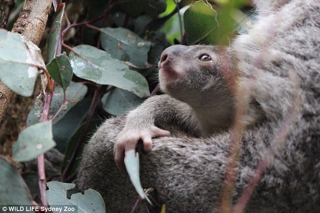 It was born eight months ago back in January, and she is now just getting used to her surroundings inside mum Erica's pouch