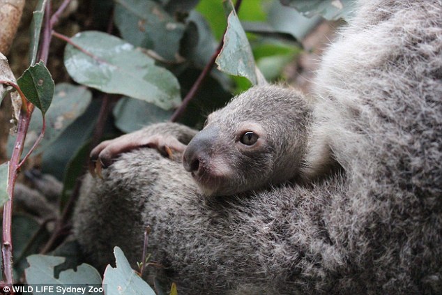 An unnamed koala joey has made its first public appearance at Darling Harbour's WILD LIFE Sydney Zoo