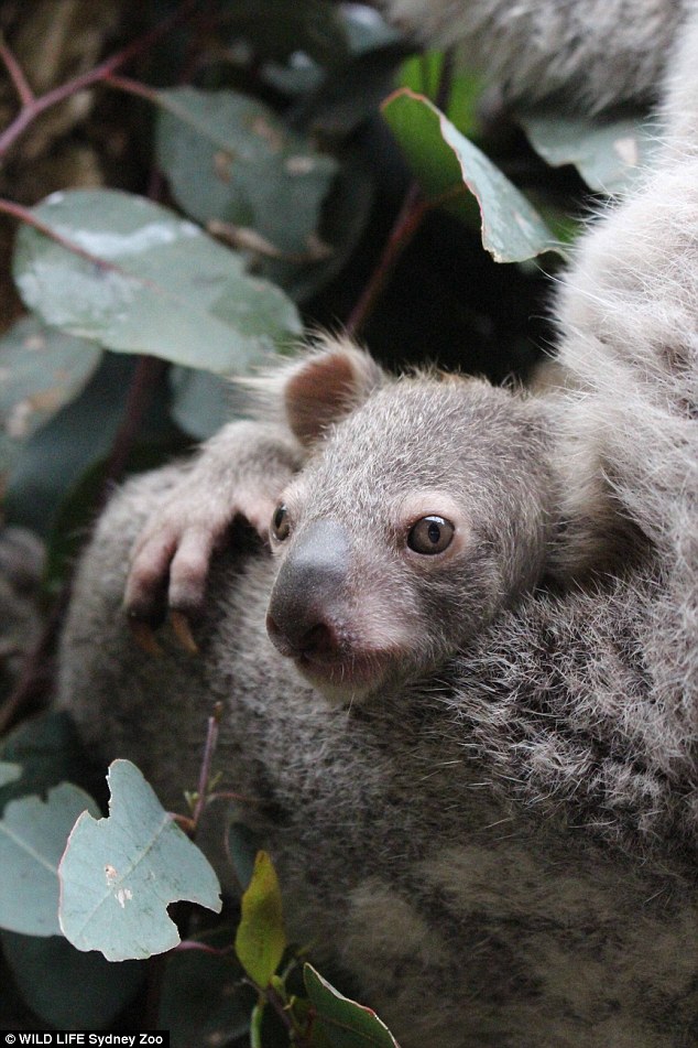 Keeper Emily De Palo said the baby had tripled in weight since he was born and they were thrilled with his arrival