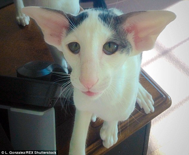 Inquisitive: The owner said: 'He is much different from most cats due to the extreme size of his ears. His new owner got him out of sheer luck since his features were deemed "too extreme" for the cat show world'