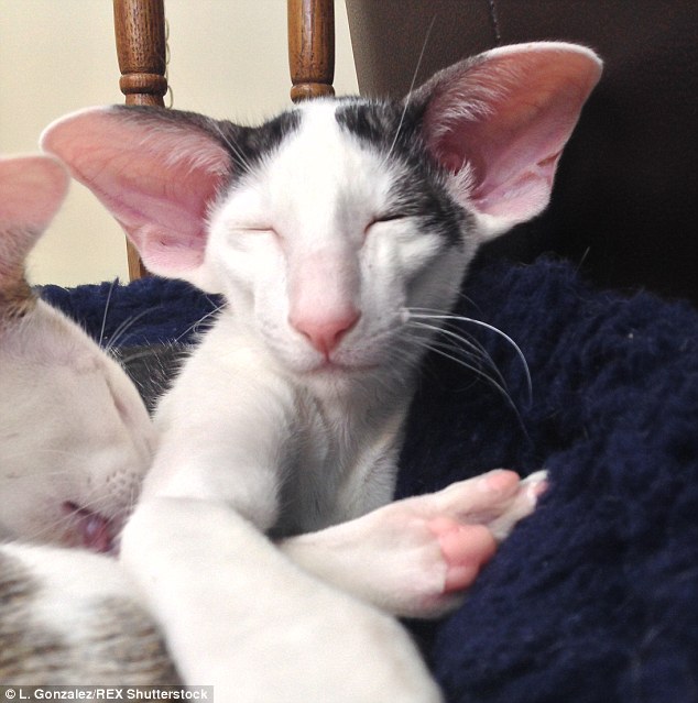 'Cuddly and cute': The six-month-old feline lives with his owner Christine Gonzalez in Ocean City, New Jersey