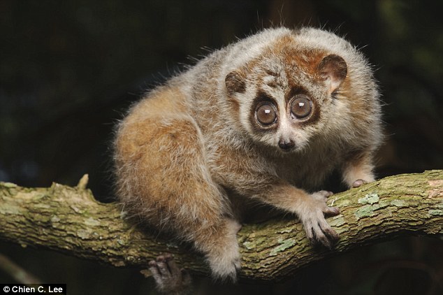 Cute creature is the first primate outside of Madagascar to ...