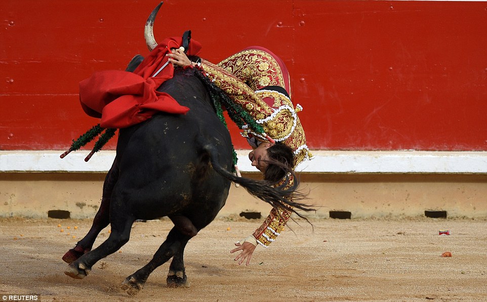 Animal attack: The bull, despite having been speared several times, tosses Rey unceremoniously into the air