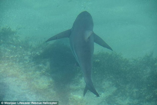 A total of 18 sharks (pictured) were seen in the Adelaide area over the weekend, including including a four metre great white shark and another measuring between five to six metres long