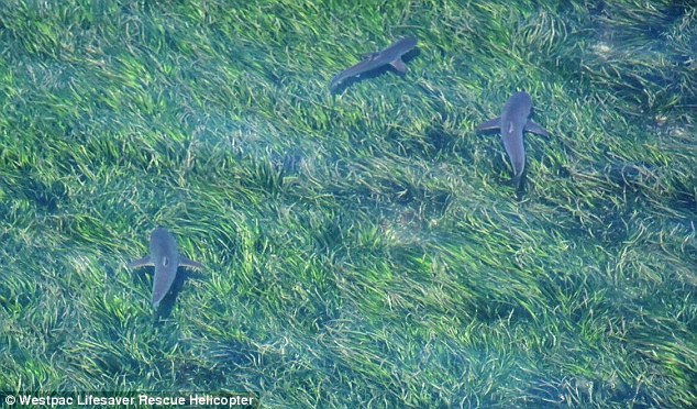 A school of about 12 bronze whaler sharks were spotted swimming 40 metres from the shoreline in Normanville, south of Adelaide, on Sunday (pictured)