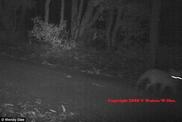 New footage of what experts believe to be a Tasmanian Tiger has emerged  and will be unveiled at a special public event in Adelaide on Sunday.