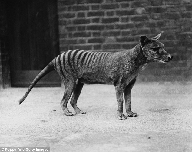 'Benjamin' the last captive Thylacine died at Hobart Zoo in 1936