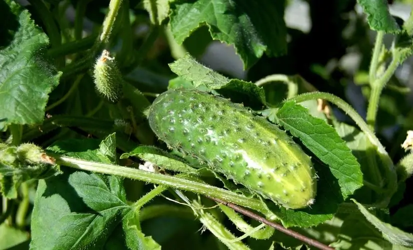 The most productive varieties of cucumbers for open ground: an overview of varieties, names, characteristics, reviews