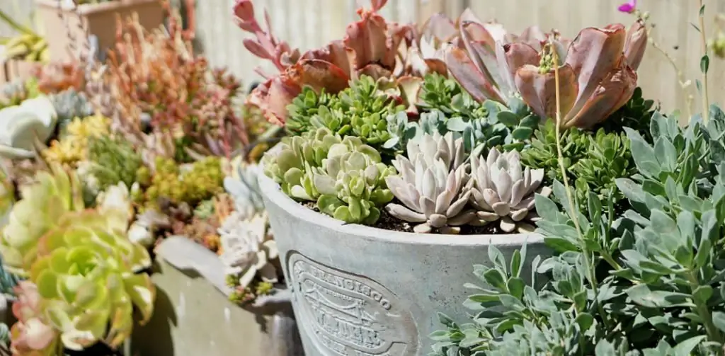 How to care for succulents at home: tips