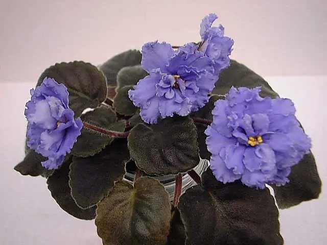 Violet Ruffled Skies: description, cultivation, care rules, photo