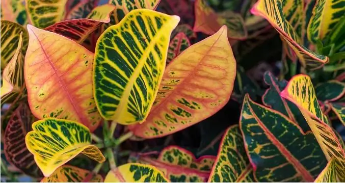 How to propagate croton: cuttings, air outlets and seed propagation, rules and features of flower care