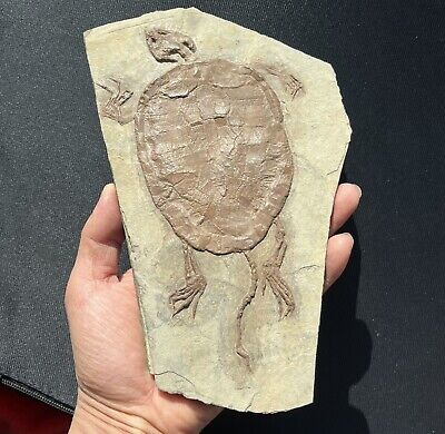 Real Turtle Fossil Rare Chinese Best Triassic Keichousaurus Collection ...