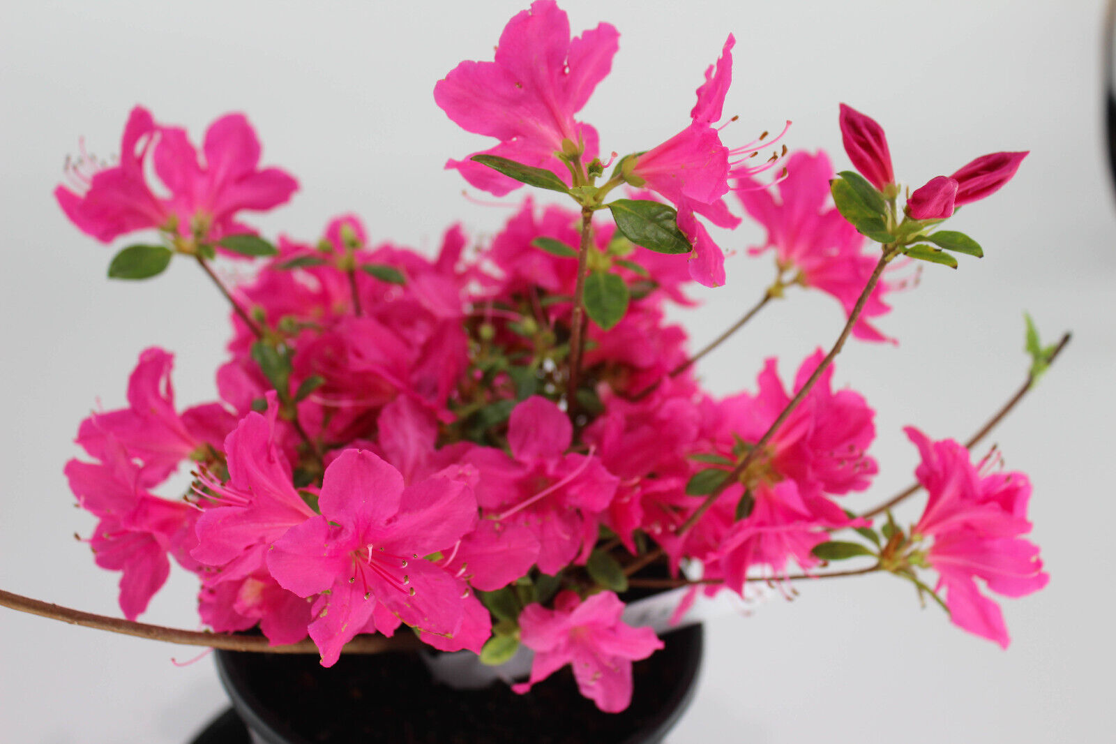 Japanese Satsuki Azalea 'Dimity Red' 1 Gallon Pre-Bonsai Tree -Dark ...