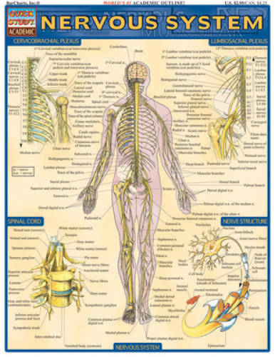 Nervous System (Quickstudy: Academic) - Pamphlet By BarCharts, Inc ...