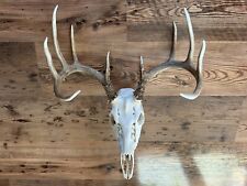 Perfect 10 KS Whitetail Deer Antlers Dark European Mount Skull Taxidermy Cabin