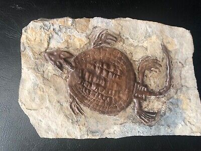 Placochelys Turtle Fossil- WALL DISPLAY- HOME DECORATION-3-gift | eBay