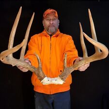 161 GIANT 8 POINT Wild Whitetail Deer RACK Antlers European Skull Taxidermy