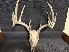 Giant 163 15 Point Wild Whitetail Deer Shed Antler Full Skull Rack Horns