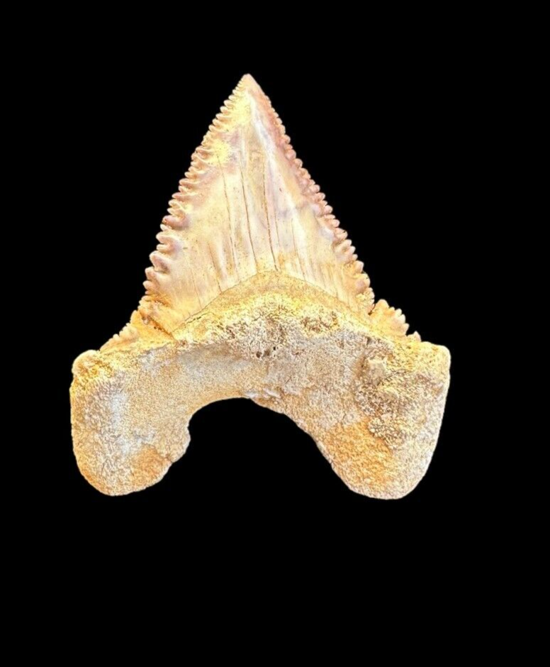 Exquisite Pygmy Pleocarcharodon Shark Tooth Fossil - Unearthed in ...