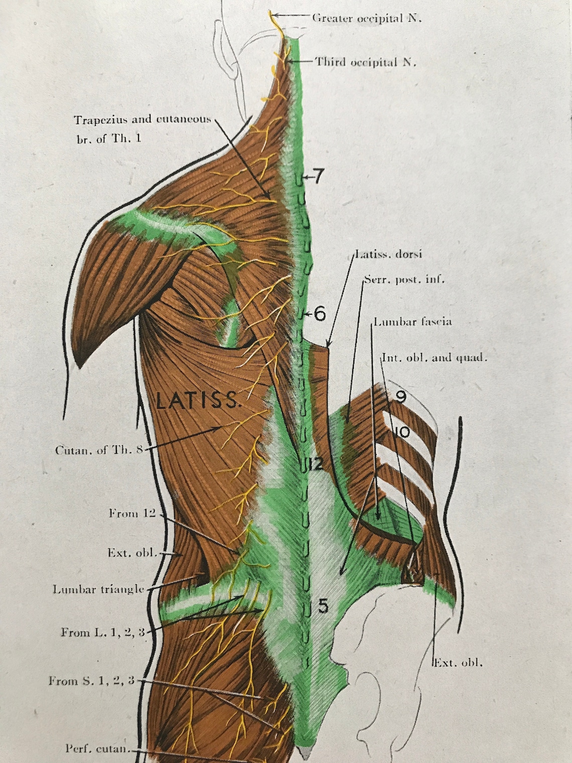 Back Muscle Innervation Chart Back Muscles Basicmedical Key - Riset