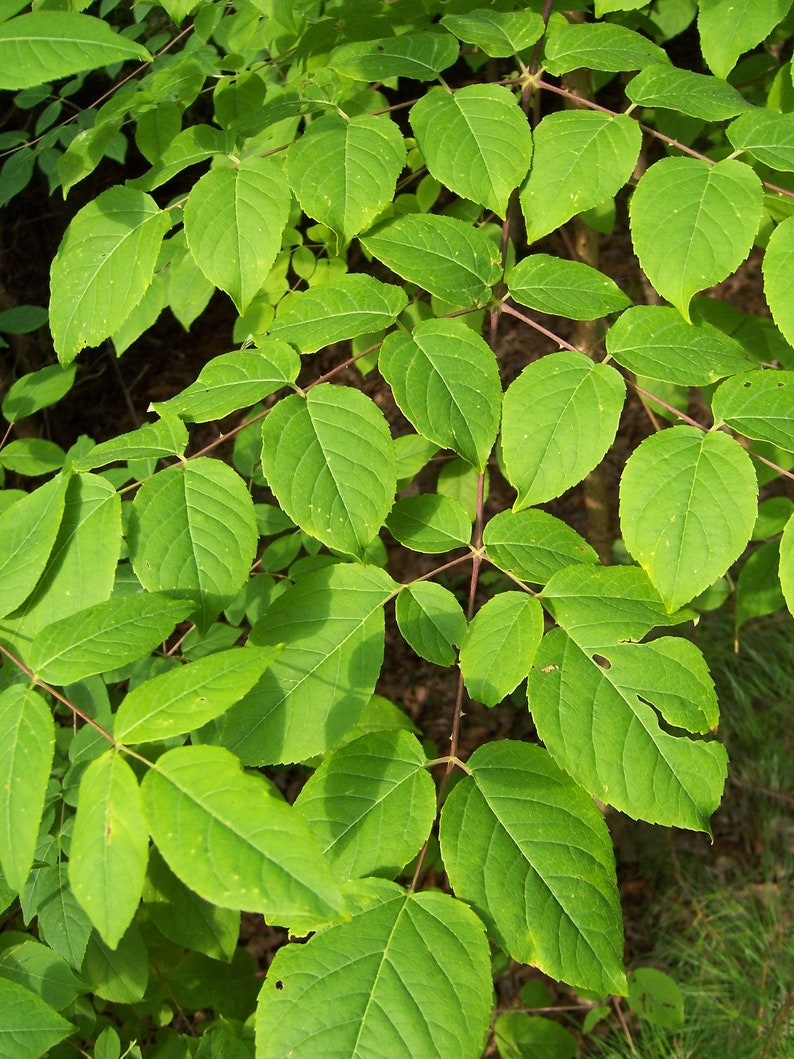 Devil's Walking Stick Aralia Spinosa 10 Seeds free US - Etsy