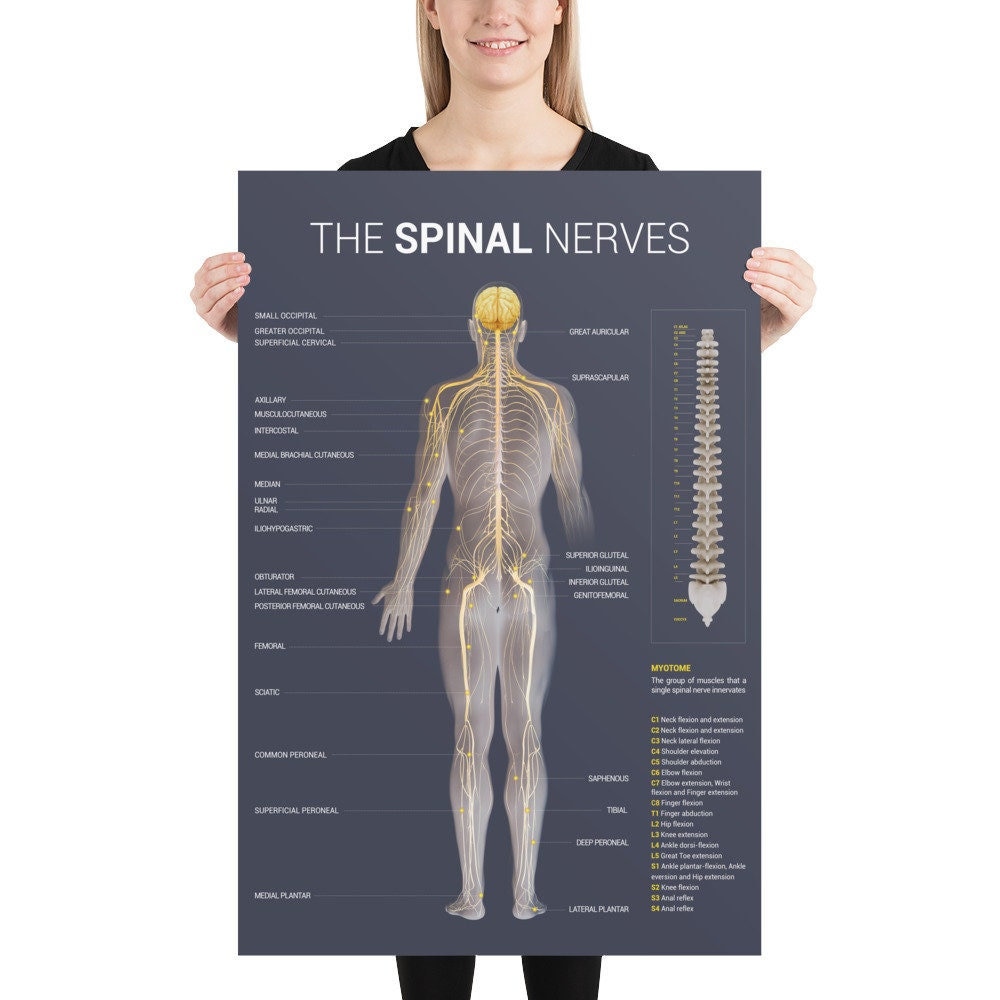 Spinal Nerve Poster dark - Etsy