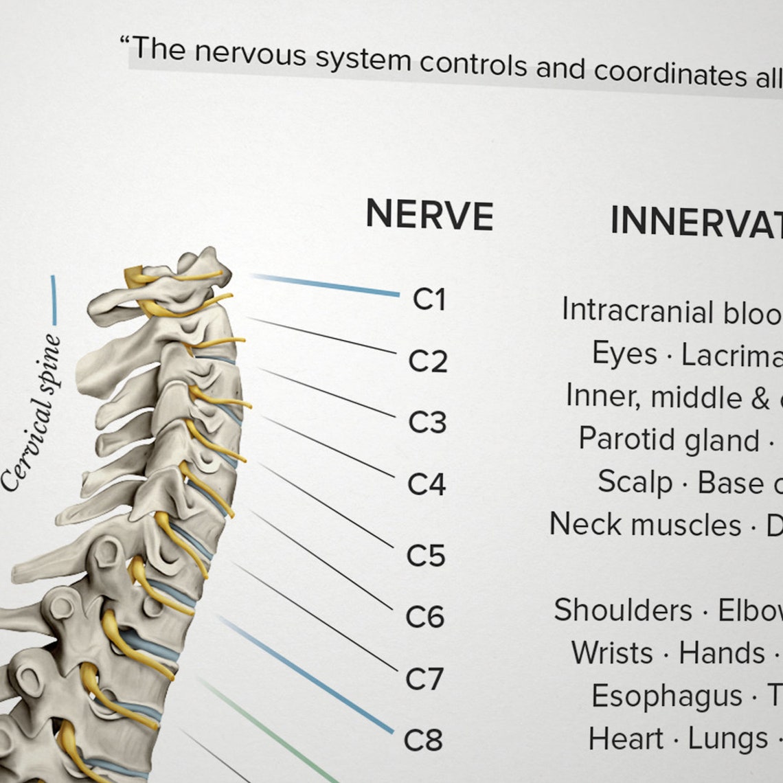 Printable Spinal Nerve Chart