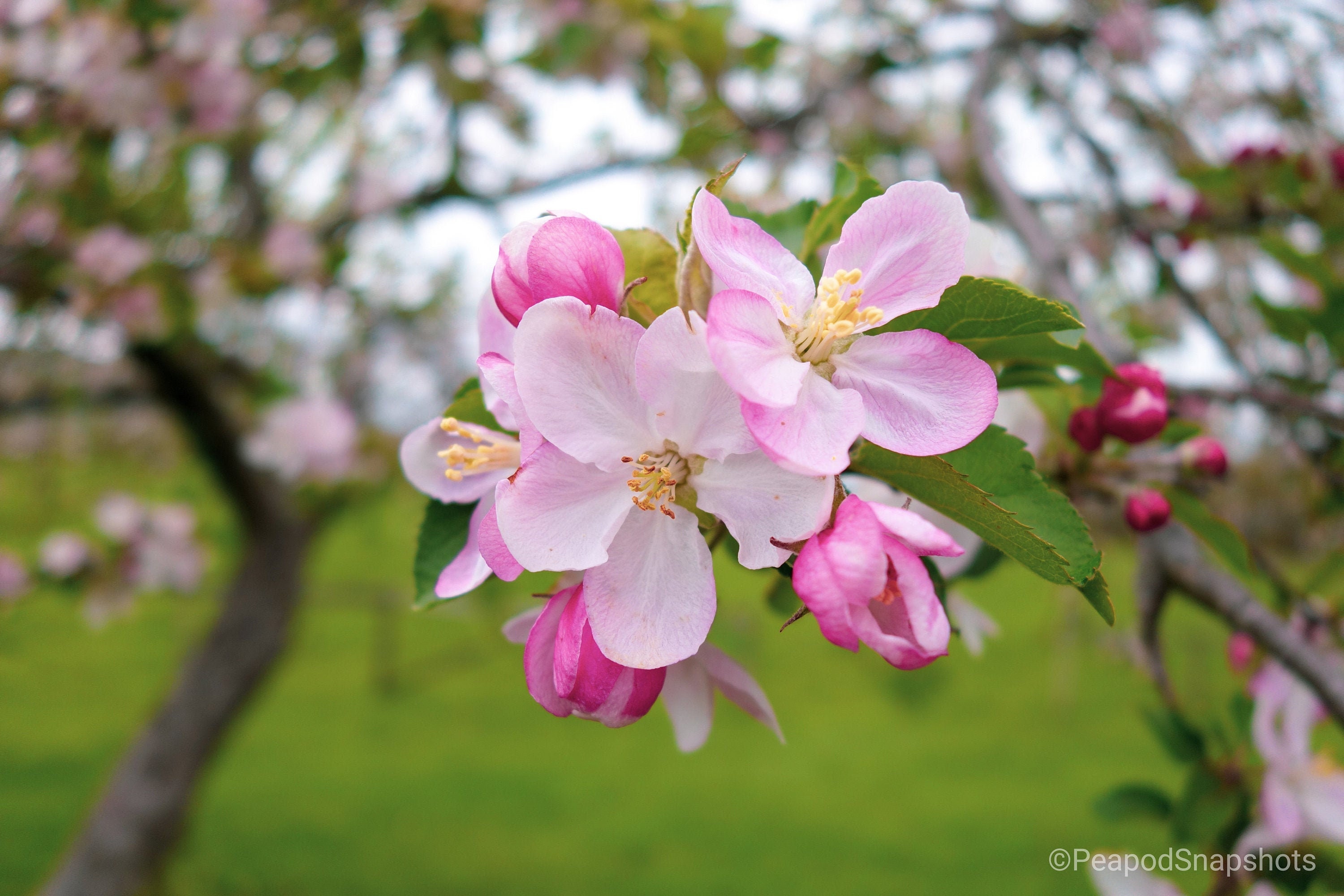 Apple Blossom Tree Drawing